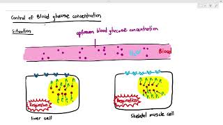 1410 How our cells process glucose Cambridge AS A Level Biology 9700 [upl. by Bergeron790]