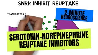 2Minute Neuroscience SerotoninNorepinephrine Reuptake Inhibitors SNRIs [upl. by Madelon]