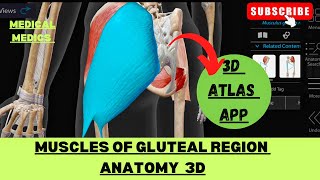 Muscles of Gluteal Region  Gluteal Region 3d  Medical Medics [upl. by Dryden857]