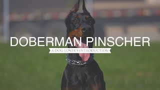 DOBERMAN PINSCHER A DOG LOVERS INTRODUCTION [upl. by Enenstein]