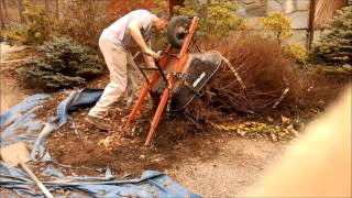 Rough Bush Transplant Spirea japonica [upl. by Arayk]