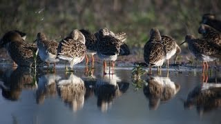 Selected moments of our birding tours in Eastern Europe and Ethiopia [upl. by Aubrie451]