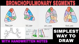 Bronchopulmonary Segments  Part  1 [upl. by Brigg]