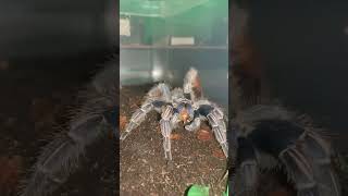 Aphonopelma Seemanni feeding time Our gorgeous girl FANG tarantula tarantulafeeding aphonopelma [upl. by Cornia341]