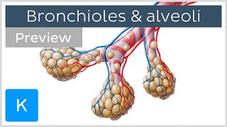 Bronchioles and alveoli Structure and functions preview  Human Anatomy  Kenhub [upl. by Laoj]