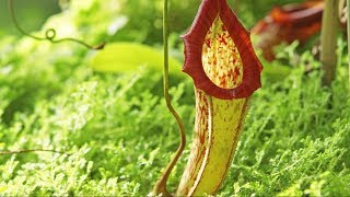 Carnivorous Plants  The Private Life of Plants  David Attenborough  Wildlife  BBC Studios [upl. by Latty]