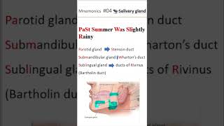 Ductal system of salivary gland shorts salivaryglands [upl. by Tiffi]