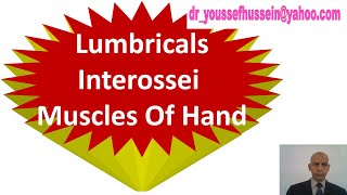 22 Lumbricals muscles  Palmar  Dorsal interossei muscles of the hand [upl. by Licna]