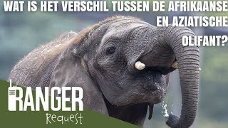 WAT IS HET VERSCHIL TUSSEN DE AFRIKAANSE EN AZIATISCHE OLIFANT  Ranger Request [upl. by Ebba852]