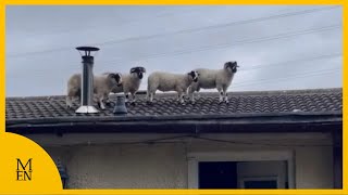 Moment sheep manage to climb onto roof of a house [upl. by Einafats]