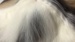 Long haired guinea pigs look like living mops [upl. by Haiacim594]