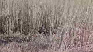 Booming Bittern at Hickling Broads Nature Reserve [upl. by Sivaj]