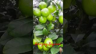 Air Layering Lemon Plant amazingbagwaniofficial shorts viral plants garden viralshorts [upl. by Einehpets]