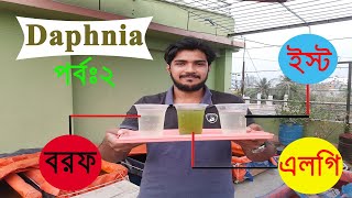 Tips and Tricks of Daphnia Culture From Eggs ডিম থেকে মাছের জীবন্ত প্রোটিন খাবার Daphnia চাষ [upl. by Charlot]