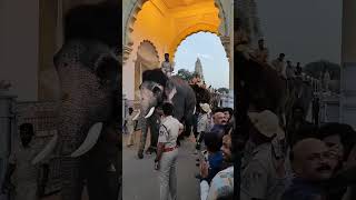 Dasara elephant [upl. by Denzil]