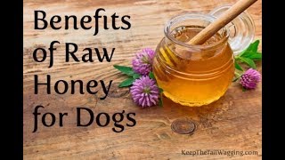 Benefits of Bee Pollen and Raw Honey for Dogs [upl. by Earlene205]