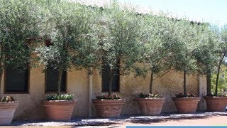 How to Growing Olive Trees In Containers [upl. by Moe]