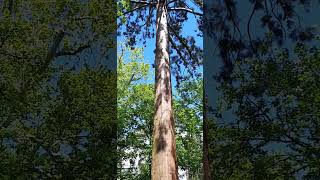 Sequoiadendron Giganteum  Giant Sequoia  Séquoia Géant 🌲 [upl. by Adnomar]