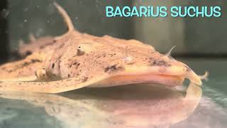 Bagarius suchus [upl. by Neelahtak]