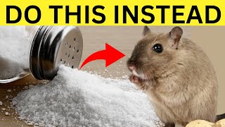 pest control how to make mice and rat disappear in 30 seconds without using poison or trap [upl. by Edorej]