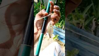 😮🎣বরশি দিয়ে পুটি মাছ ধরা😮🐠Putty fishing with a rod🎣🐠S h fishing 🎣❤️ [upl. by Enyak291]