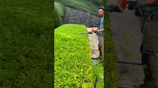 Enjoy satisfying trimming hedgecleaning garden trim landscape satisfying shorts enjoy cool [upl. by Diarmid]