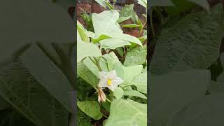 Brinjal botanical name Solanum melongena flower 🌺 [upl. by Martijn]