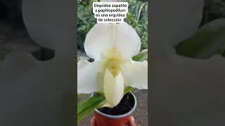 Paphiopedilum [upl. by Diver424]