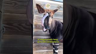 Meet the Okapi okapi nature animals shorts trending [upl. by Efal56]