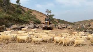 Embracing Nature Basalt Columns and Our Daily Sheep Visitors [upl. by Ybot709]