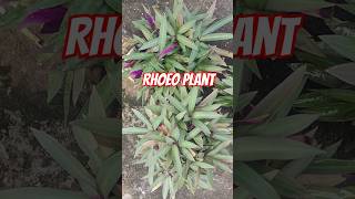 Rhoeo plant growth plants gardeningtipsyoutubeshorts [upl. by Mossolb]