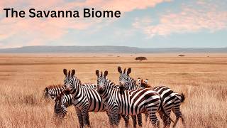 The Savanna Biome [upl. by Kurr584]