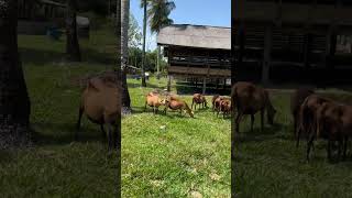 BARBADOS BLACKBELLY SHEEP [upl. by Mick702]