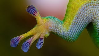 Biomimetic Materials Gecko Feet Adhesives [upl. by Aerda]