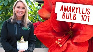 Demystifying the Amaryllis Bulb [upl. by Adala]