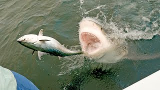 MOST INSANE SHARK CLIPS [upl. by Alegnatal]