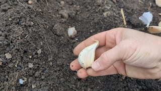 Planting my Garlic in a Raised Bed [upl. by Lyda]