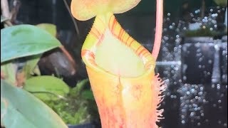 Hybrid Spotlight Nepenthes Lowii x Campanulata EP [upl. by Hakvir]