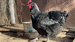 Jersey giant chickens Джерсийский гигант тауықтары [upl. by Gaspard609]