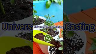 Universal worm castings shortvideo plants garden howto youtubeshorts soil agriculture video [upl. by Farland618]