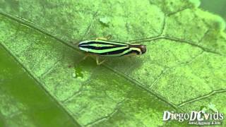 Sibovia sagata Leafhopper species Cicadellidae cigarrinha listrada [upl. by Najtsirk]