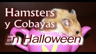 Hamsters y Cobayas Disfrazados [upl. by Harwell]