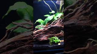 Simple Cube Aquascape shorts fishkeeper fishtank aquarium aquascape aquariumfish petfish [upl. by Gleich421]