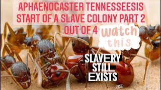 Aphaenogaster Tennesseesis start of a slave colony part 2 out of 4 [upl. by Aztinaj]