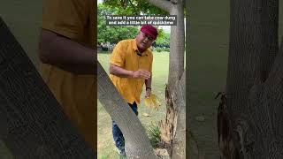 How to heal wounds of trees  Healing a damaged tree [upl. by Akitnahs]