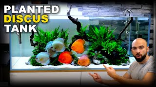 Aquascape Tutorial HUGE XL Discus Islands Fish Tank How To Planted Aquarium Step By Step Guide [upl. by Malony]