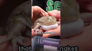 why do frogs scream [upl. by Novat]