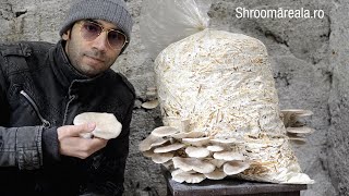 Cultivarea ciupercilor pleurotus pe saci cu paie pasteurizate  Shroomareala ep 9 [upl. by Lladnor]