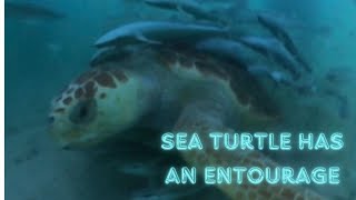 Sea Turtle Has His Own Entourage 🐢🐟  CATERS CLIPS [upl. by Nerat]