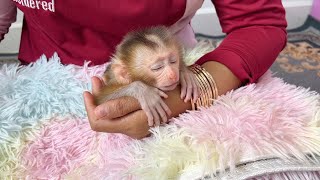 Precious Newborn Baby Monkey Falling Asleep On Moms Arm After Full Milk [upl. by Tam]